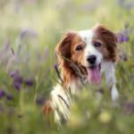 selective-focus-shot-adorable-kooikerhondje-dog-field-3